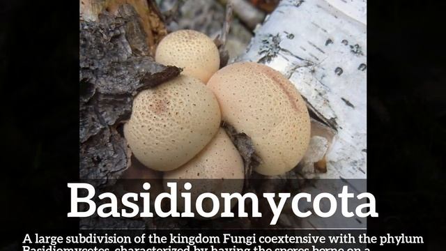 How Does Basidiomycota Look? | What is Basidiomycota? | How to Say Basidiomycota in English? смотреть онлайн
