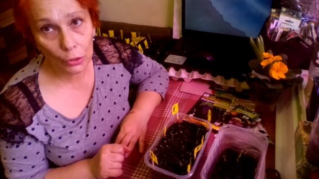 Баклажаны-тугодумы!Поболтаем!!!!!