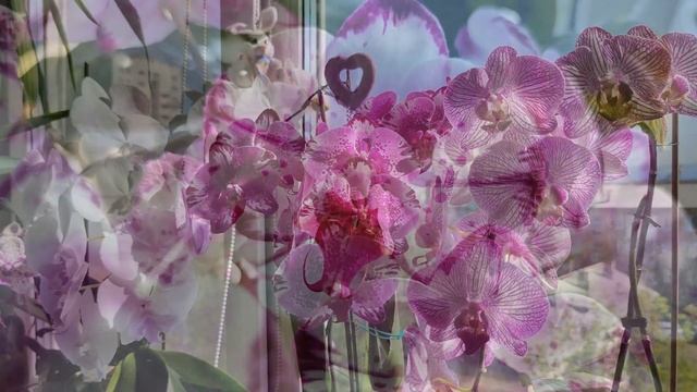 ОРХИДЕИ с НАЗВАНИЯМИ. Волшебное цветение и чарующая музыка! 10 минут полного релакса! смотреть онлайн