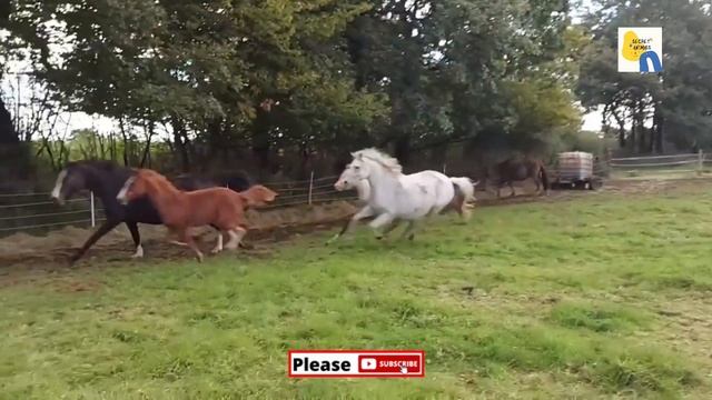 Equine Horse Breed Lifespan Longest Examined смотреть онлайн