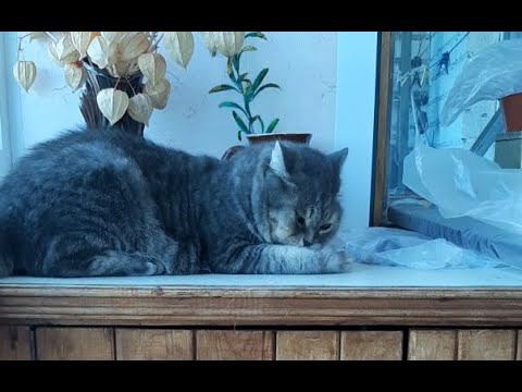 Кот Сидит Часть 5 смотреть онлайн