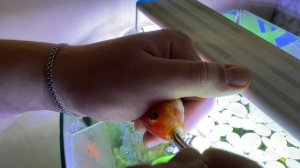 Золотая рыбка съела сомика коридораса. Новинка рациона)))