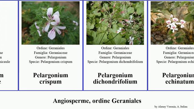 Angiosperme, ordine Geraniales pelargonium geranium monsonia geranio album con tricolor molle смотреть онлайн