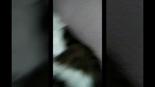 видео про наших питомцах смотреть онлайн