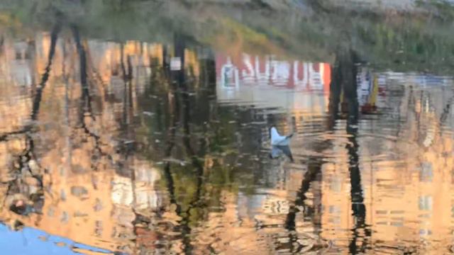 Прекрасная природа Чайка и утки плавают в реке Осень смотреть онлайн