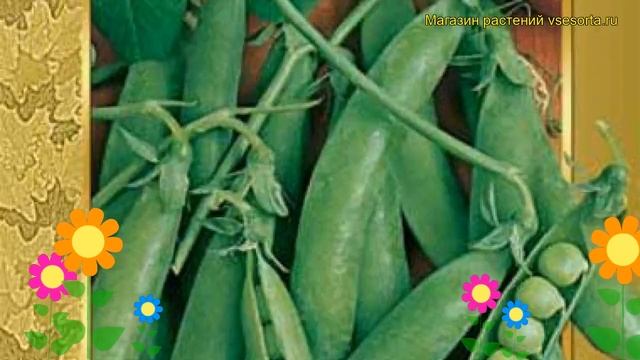 Горох сахарный Амброзия. Краткий обзор, описание характеристик, где купить семена смотреть онлайн