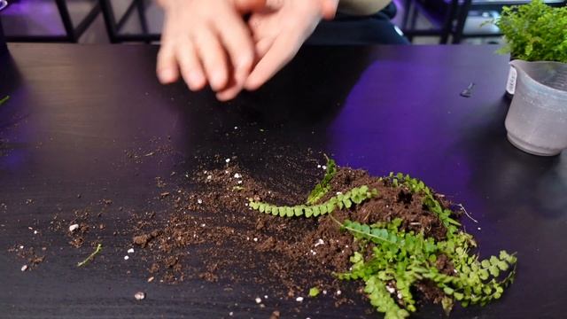 Propagating Nephrolepis ferns смотреть онлайн