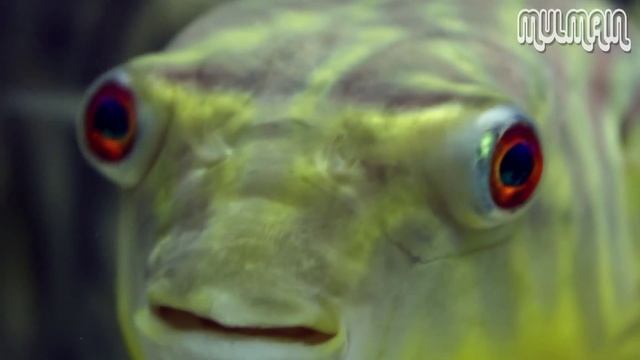 Fahaka Puffer HD