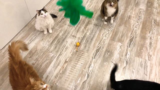 Unpacking a new toy Распечатываем новую игрушку Реакция кота Кот ждет Abrindo brinquedo Jumping cat смотреть онлайн