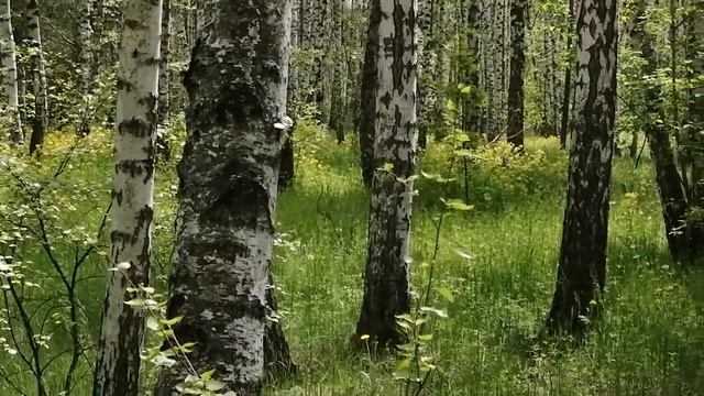 Летний лес смотреть онлайн