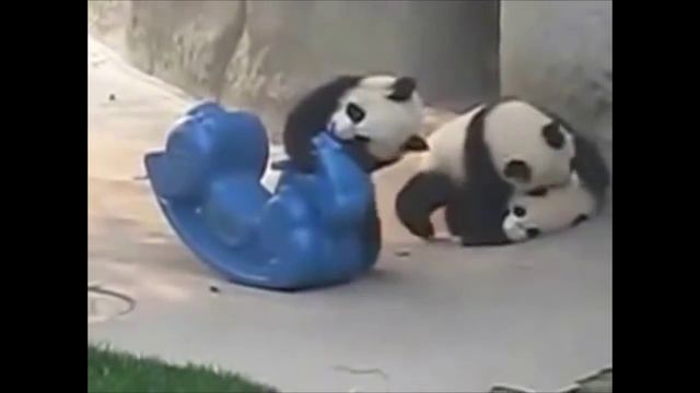 Панды развлекаются  Смешные панды