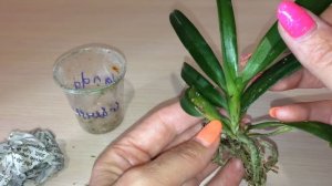 Орхидеи, купленные во Вьетнаме Нячанг.