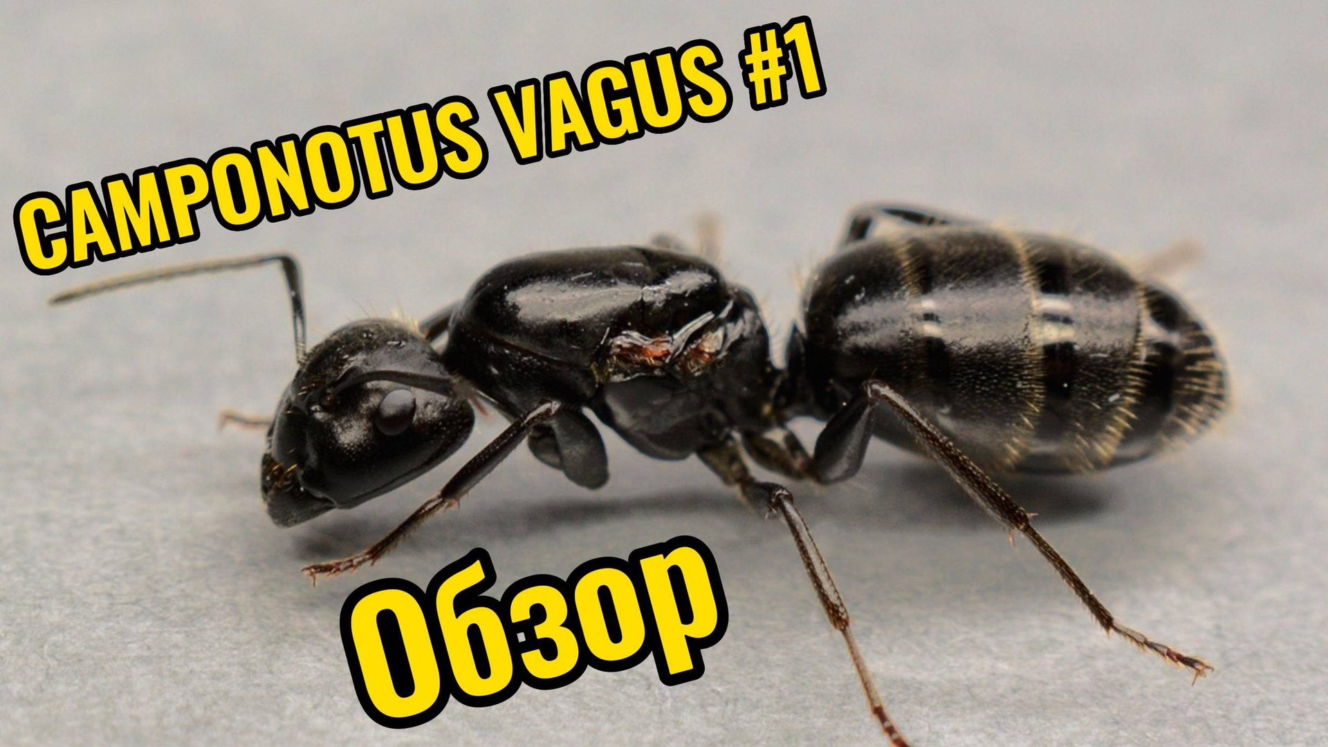 Муравьиная ферма. Camponotus Vagus #1. Обзор