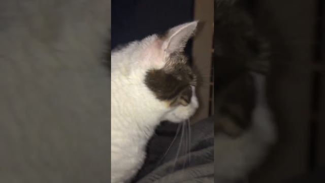 Luna escapes cat fortress prison смотреть онлайн