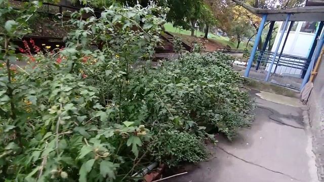 Гибискус - обрывать ли ответшие цветы? И как заставить цвести МАЛЬВУ 5 месяцев без перерыва. смотреть онлайн