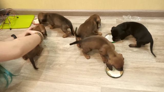 Щенки таксы первый раз едят собачью еду смотреть онлайн