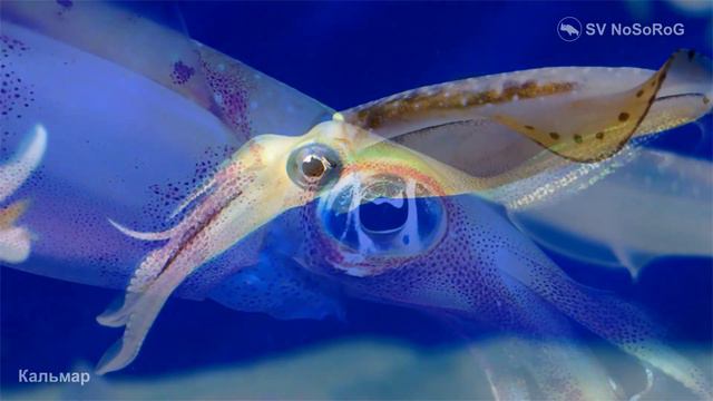 Кальмар смотреть онлайн