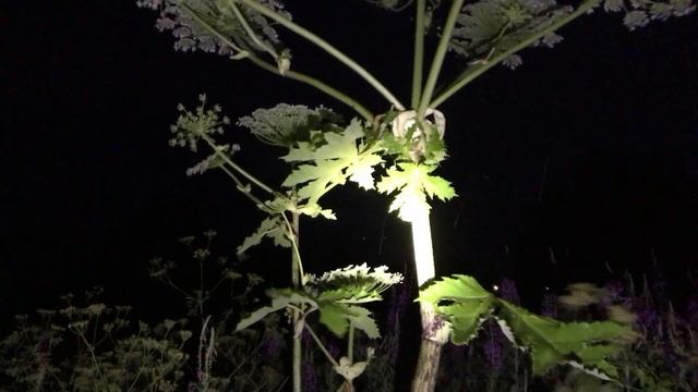 Борьба с борщевиком смотреть онлайн