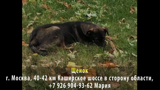 Пропала собака! ЩЕНОК. Около г. Москва, 40 42 км Каширского шоссе в сторону области