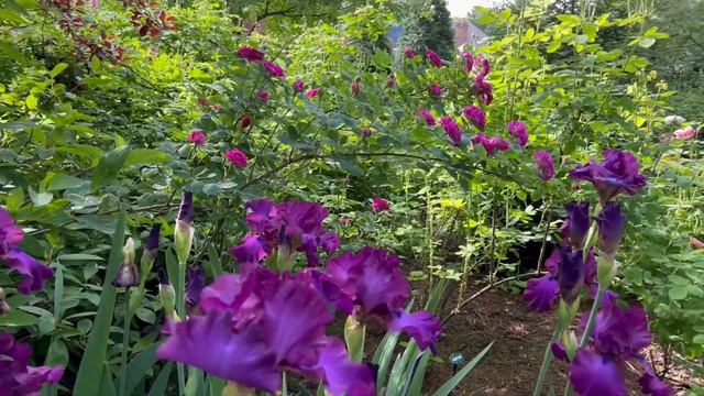 BLOOM THYME MINUTE: Reine des Violette смотреть онлайн