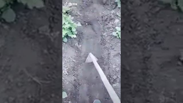 Мотыжить блин заставили, Нахера столько картошки смотреть онлайн
