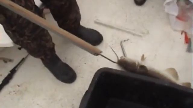 Ловим треску - Норвегия рыбалка Norway cod and pollack смотреть онлайн