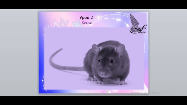 12 животных восточного гороскопа.Урок 2.Крыса. смотреть онлайн