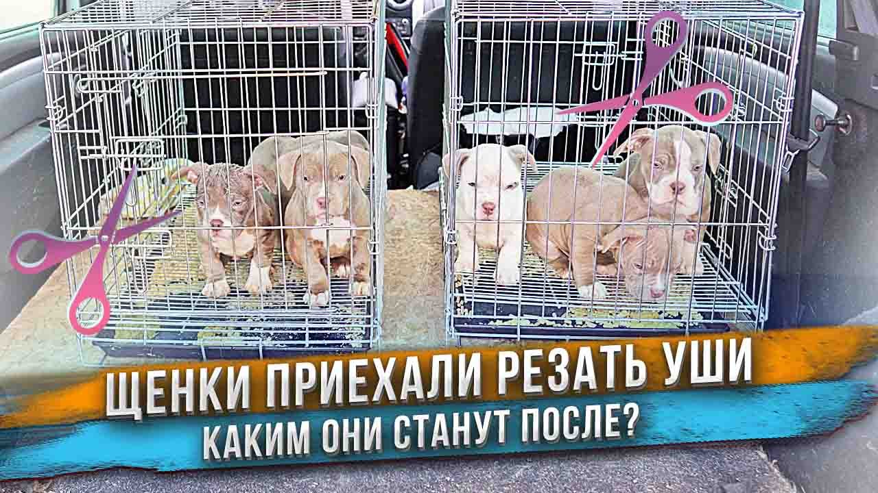 Что будет если обрезать ушки щенкам? Лучше ДО или ПОСЛЕ? смотреть онлайн