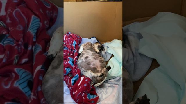 MooMoo birthing first pup 2-16-2020 смотреть онлайн