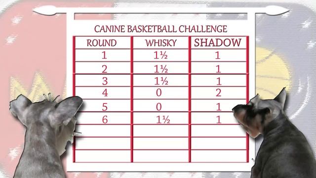 Cute Basketball Challenge between two mini schnauzers смотреть онлайн