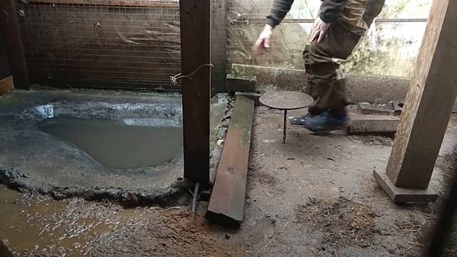 Птичий дворик Куры. Подсадные утки. (утки сели на яйца в октябре) смотреть онлайн