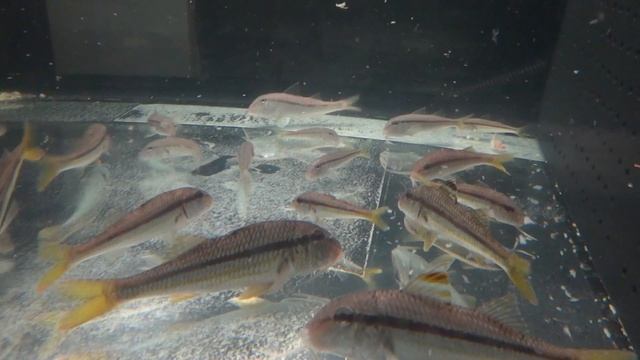 Mullus Barbatus - Www.PecesDelMediterraneo.com - Www.MediterraneanFishes.com