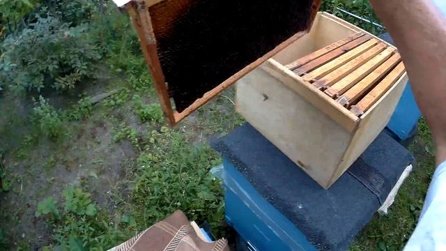 минипасека, осмотр пчелосемей, изъятие медовых рамок, постановка суши, обзор медоносов. смотреть онлайн