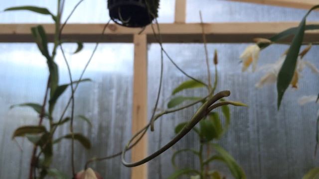 Orchid Care: Cool Growing Dracula Orchids Care Instructions / Dracula Orchid Flowers