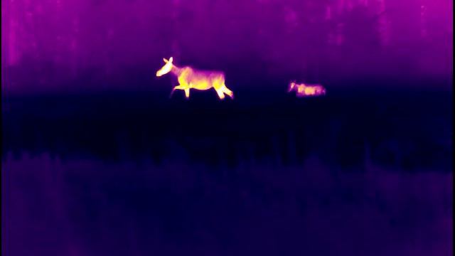 Приваживание лосей в тумане. смотреть онлайн