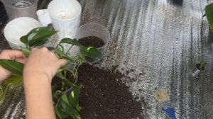 Эпипремнумы/ Сциндапсусы/ Пересадка и формирование пышного куста