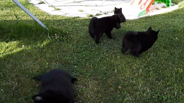 Щенки ШИППЕРКЕ 45 дней. Девочки смотреть онлайн