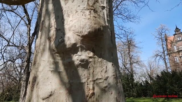 Польша Wroclaw Из жизни беженцев Прогулка к платанам Ода платану Стихи Марина Ершова смотреть онлайн