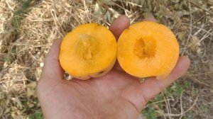 Абрикос Джумбо Кот. Apricot Jumbo Cot. Огромные плоды.  Обзор от Макси Сад