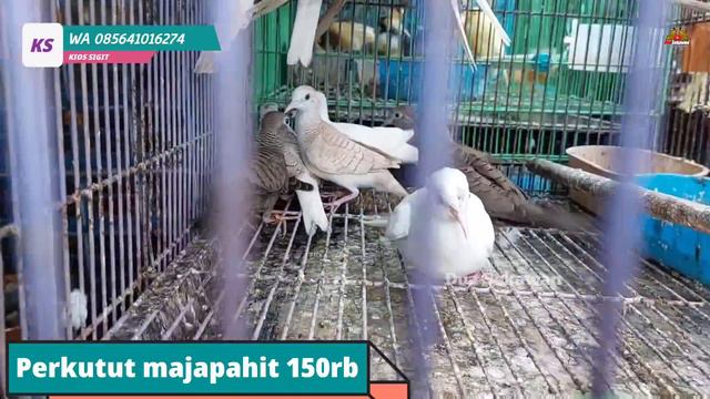 JADI SEMURAH INI ? HARGA BURUNG OMBYOKAN DI PASAR BURUNG PRAMUKA смотреть онлайн