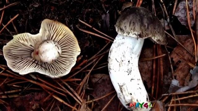 Как распознать Рядовку Мыльную и Рядовку Серую смотреть онлайн