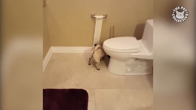 Ultimate Guilty Dogs Video Compilation | The Pet Collective смотреть онлайн