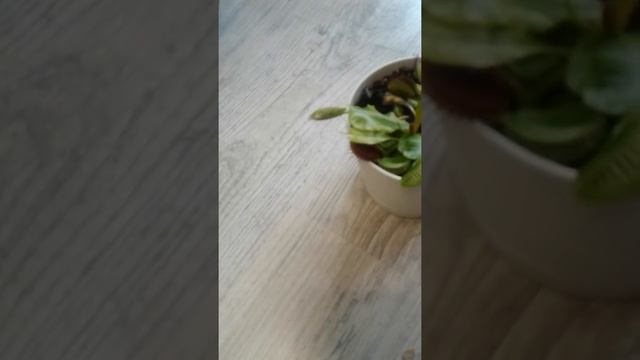 Как мухоловка ест слизня смотреть онлайн