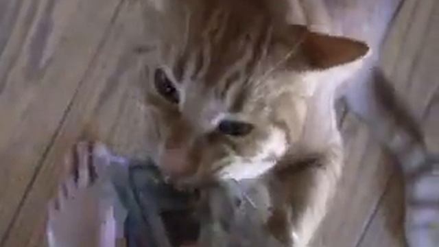 Очень жадный кот:-) смотреть онлайн