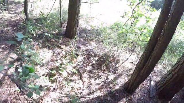 Пойдем собирать грибы смотреть онлайн