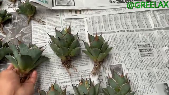 【Agave】アガベ！夕映と剣竜！！！コレクション紹介！【GREELAX】 смотреть онлайн