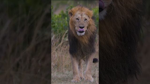 When the lion king makes eye contact with a man. смотреть онлайн