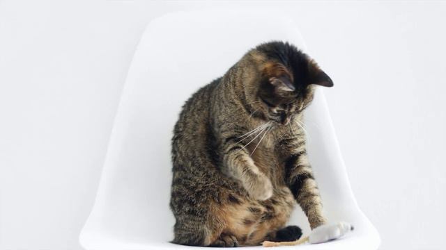 Cat Songs by Beth Ratay смотреть онлайн