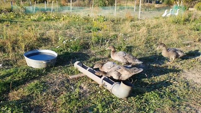 Утята Голубой мускусной утки. Содержание и кормление с одного месяца до трёх. Индоутка, шипуны. смотреть онлайн