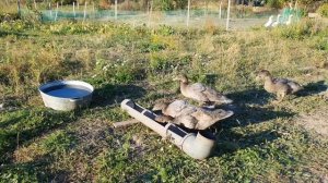 Утята Голубой мускусной утки. Содержание и кормление с одного месяца до трёх. Индоутка, шипуны.